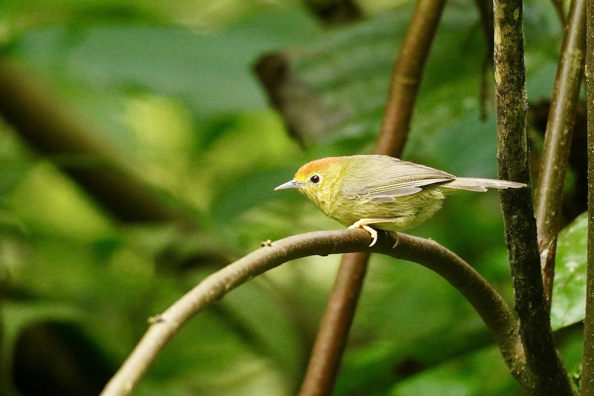 Rufous-capped Babbler - ML645933318