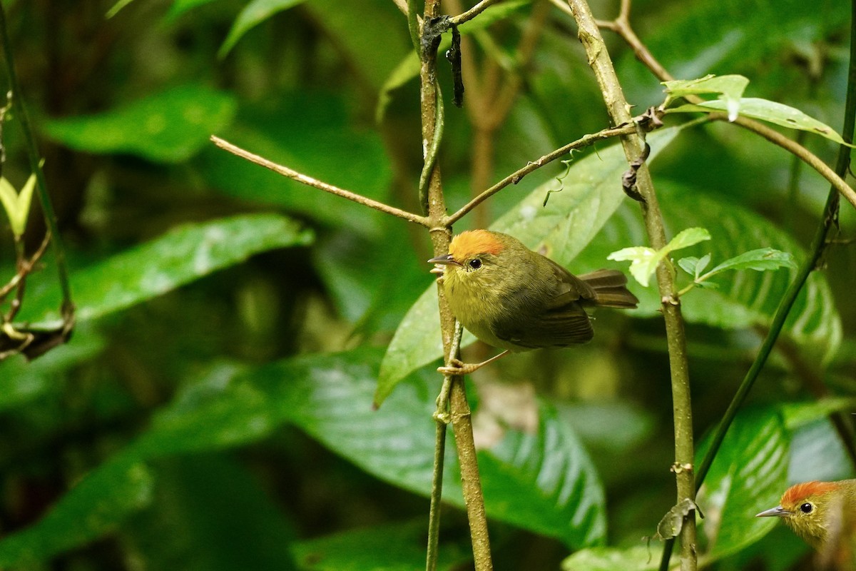 Rufous-capped Babbler - ML645933319