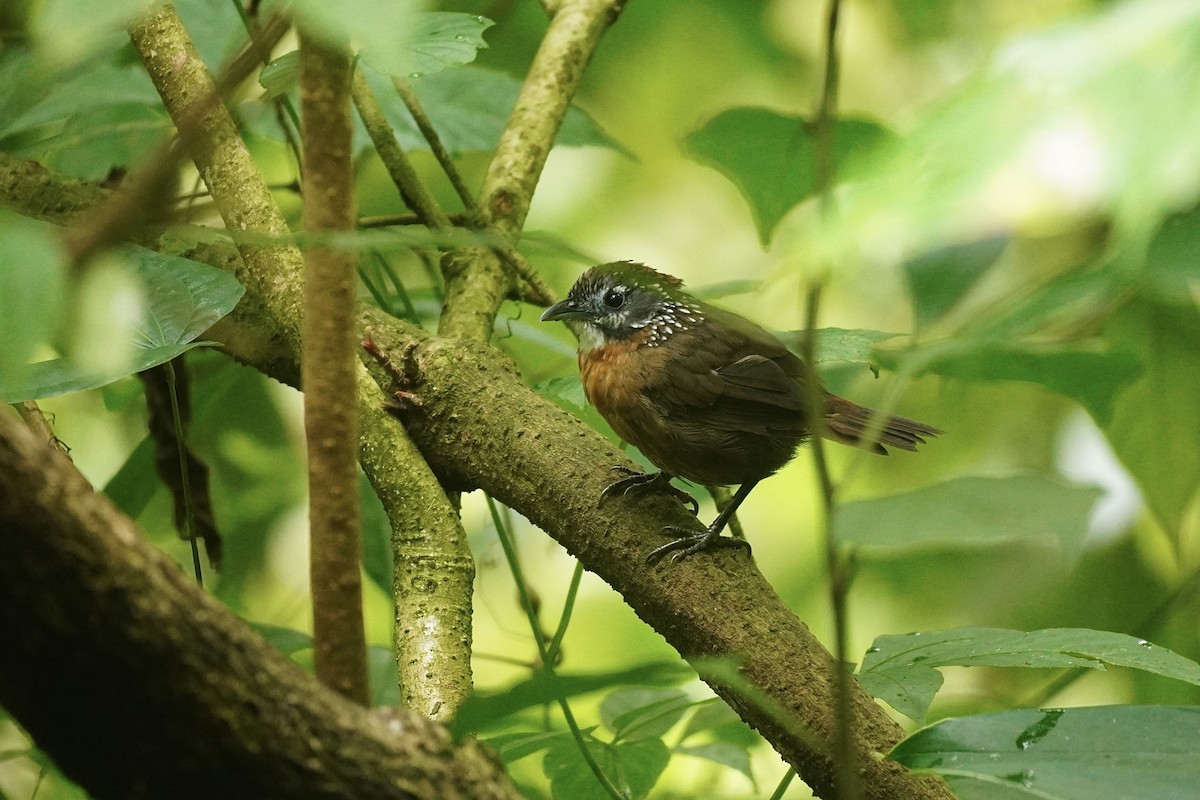 Spot-necked Babbler - ML645933321