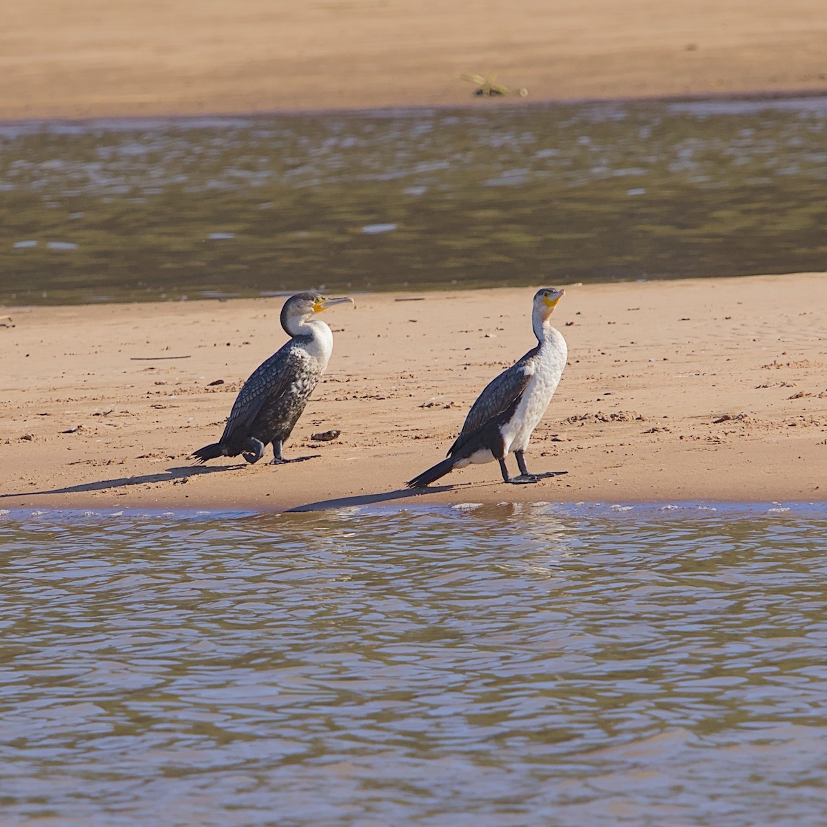 Great Cormorant - ML645933323