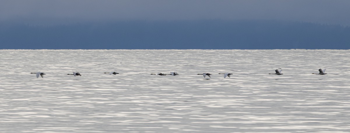 Trumpeter Swan - ML645933324