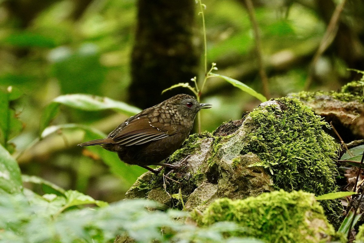 Streaked Wren-Babbler - ML645933325