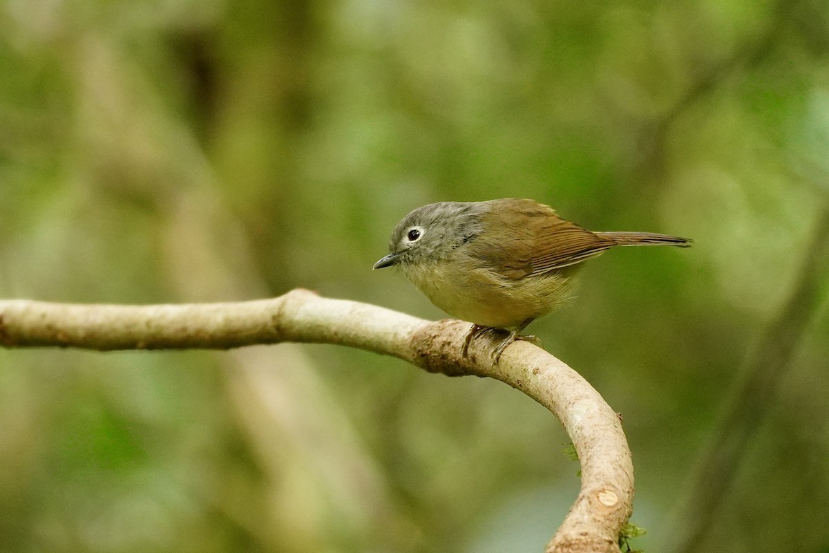 David's Fulvetta - ML645933329