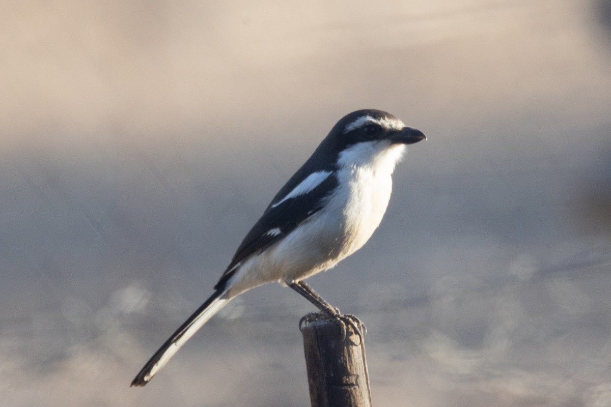 Southern Fiscal (Latakoo) - ML645933330