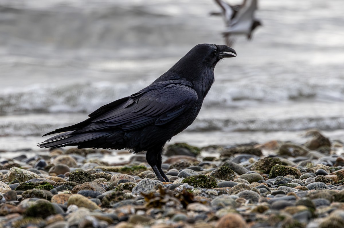 Common Raven - ML645933332