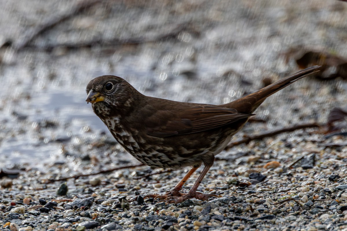 strnadec kaštanový - ML645933341