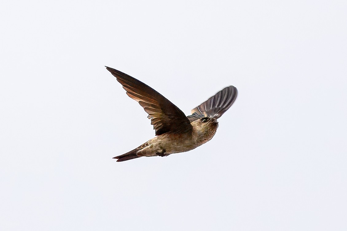 White-nest Swiftlet - ML645933345