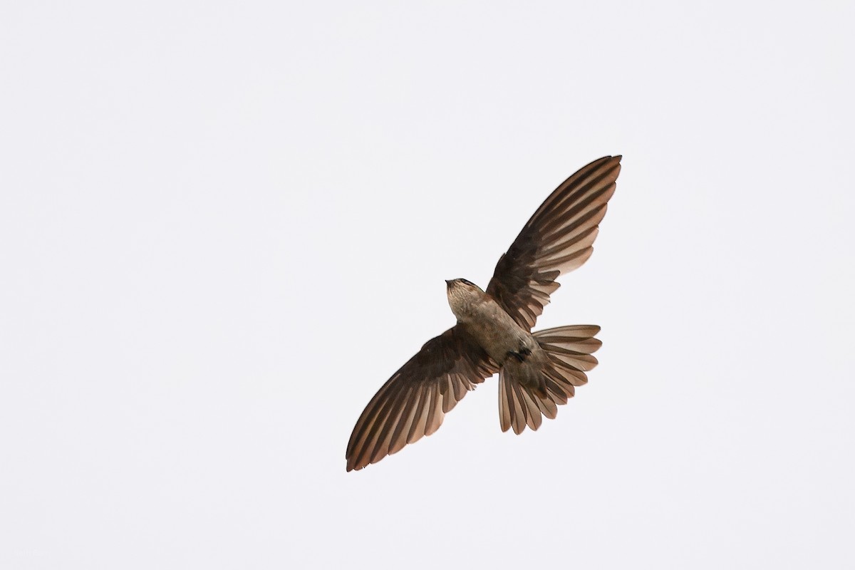 White-nest Swiftlet - ML645933346