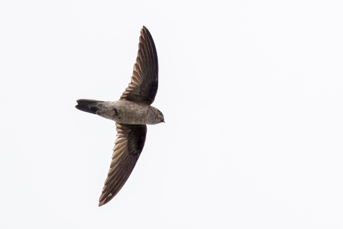 White-nest Swiftlet - ML645933347