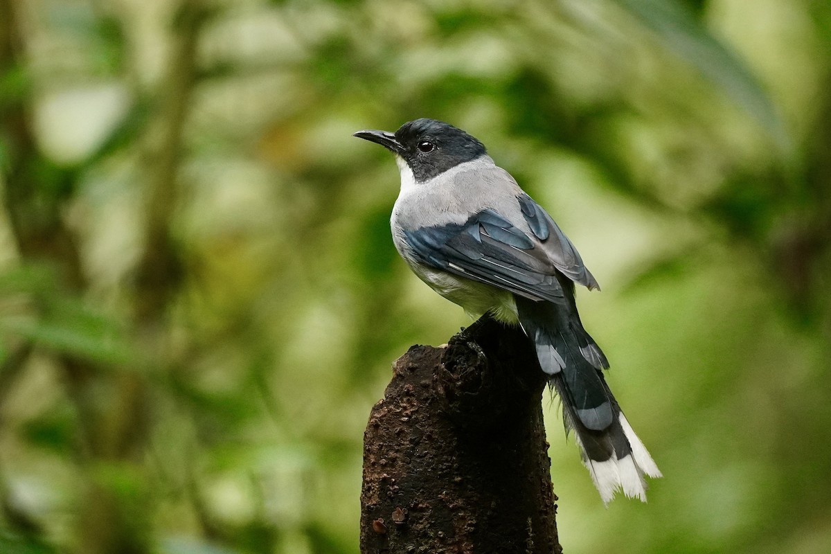 Kara Başlı Sibya (desgodinsi/tonkinensis) - ML645933354