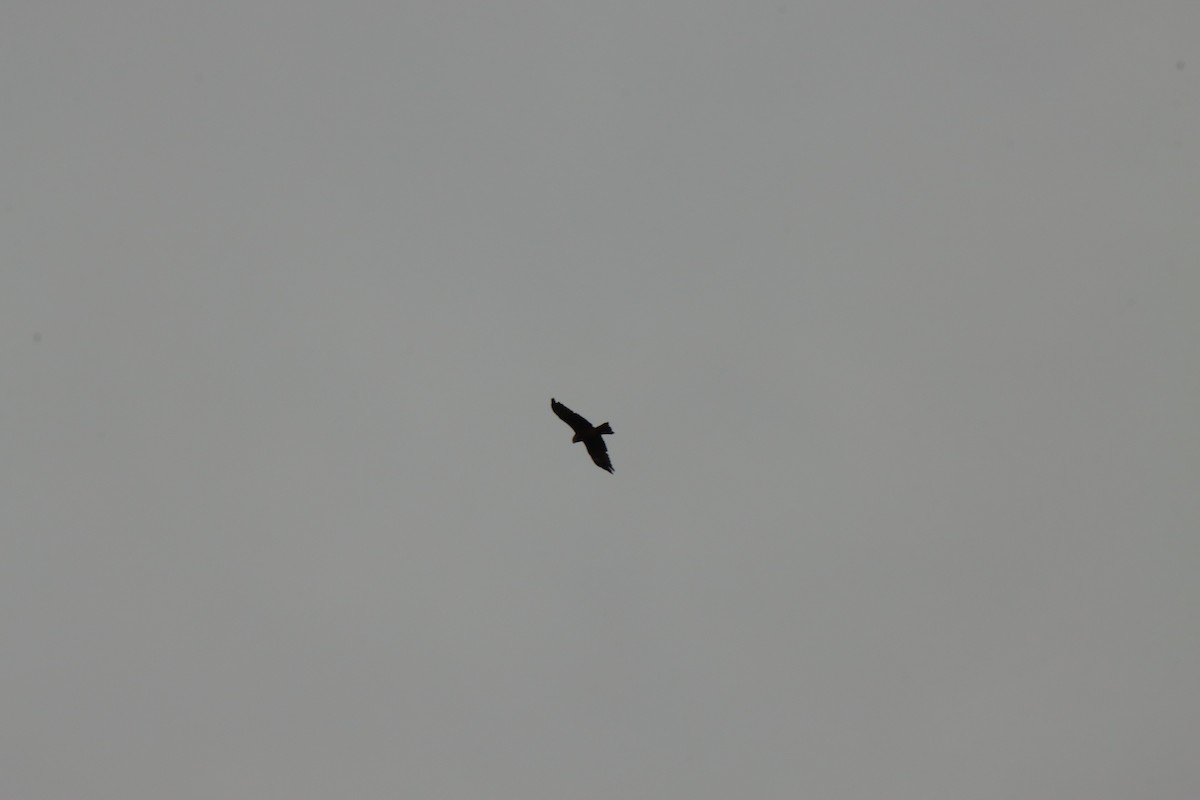 Black Kite - ML645933356