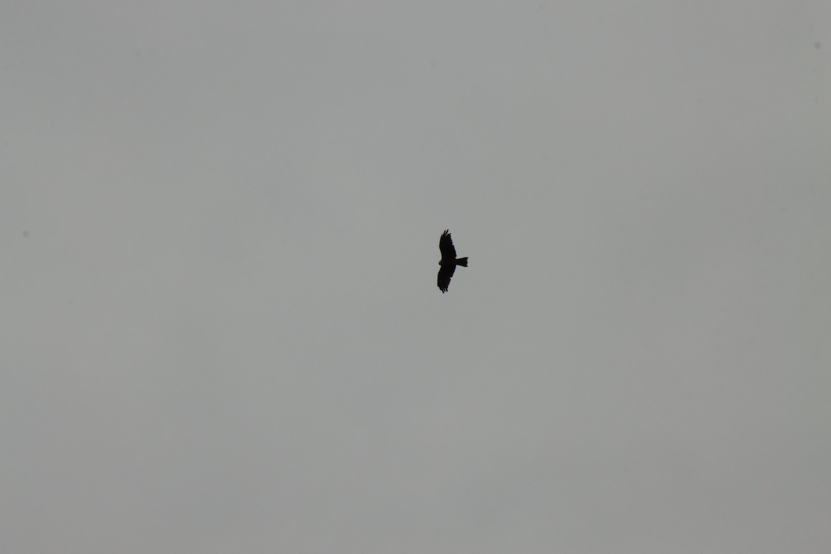 Black Kite - ML645933357