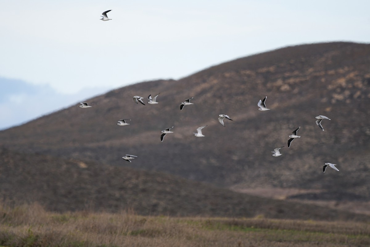 racek malý - ML645933361