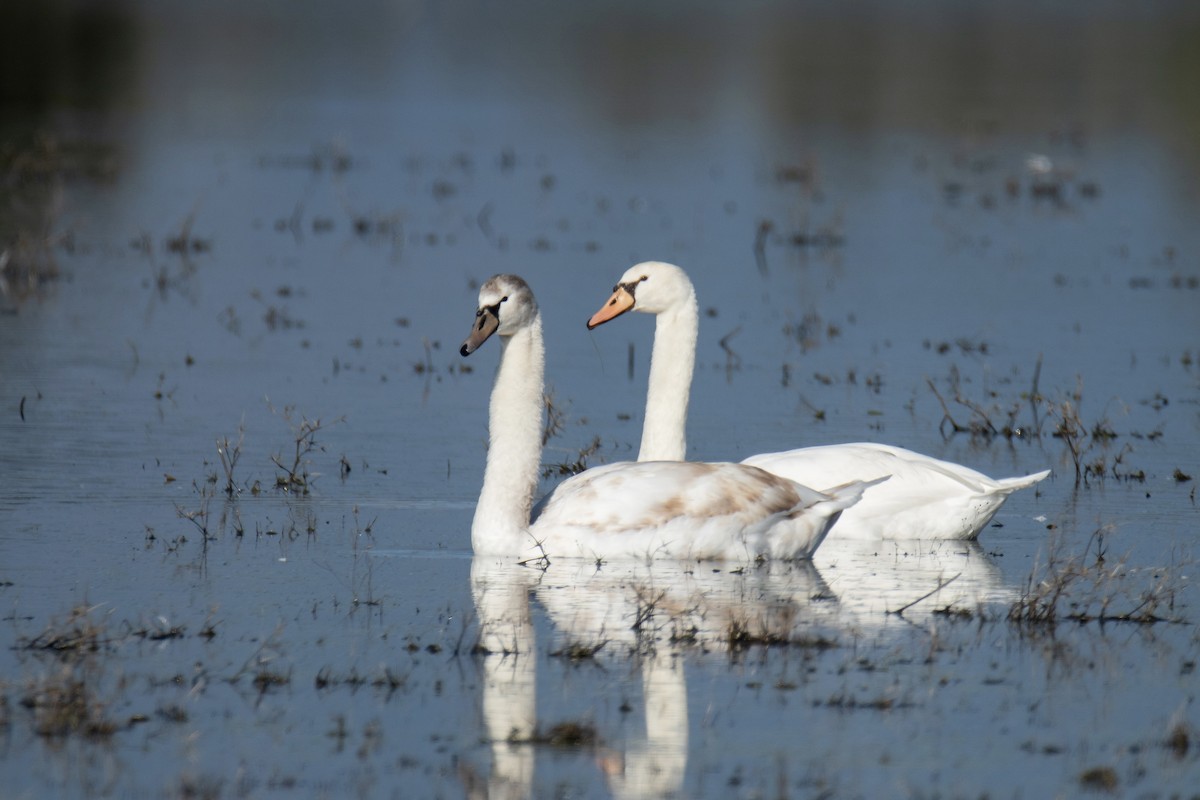 Mute Swan - ML645933363