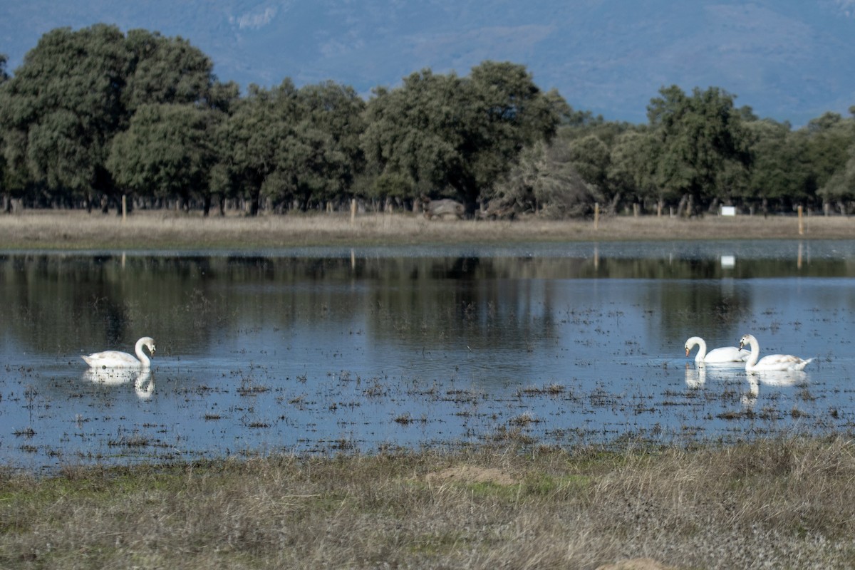 Mute Swan - ML645933364