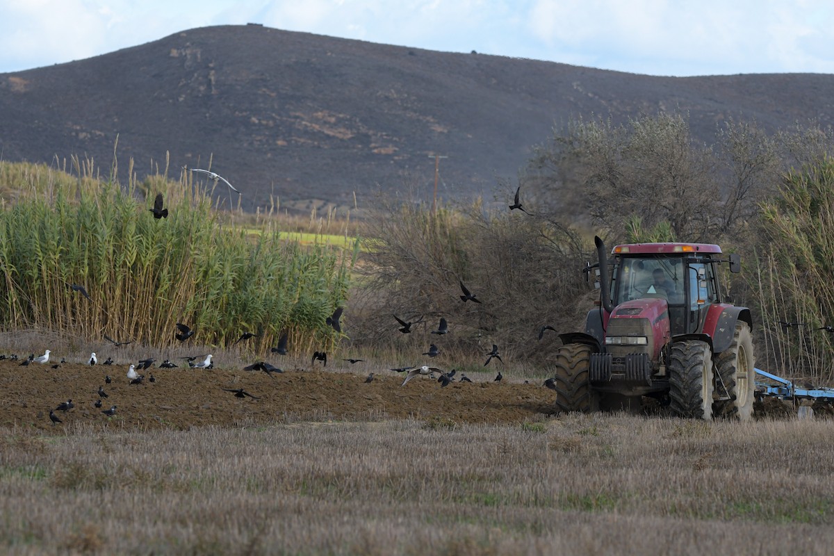 kavka obecná - ML645933366