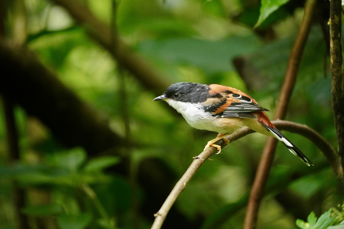 Rufous-backed Sibia - ML645933369