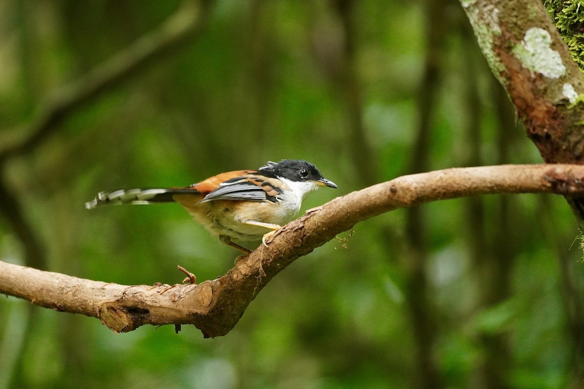 Rufous-backed Sibia - ML645933370