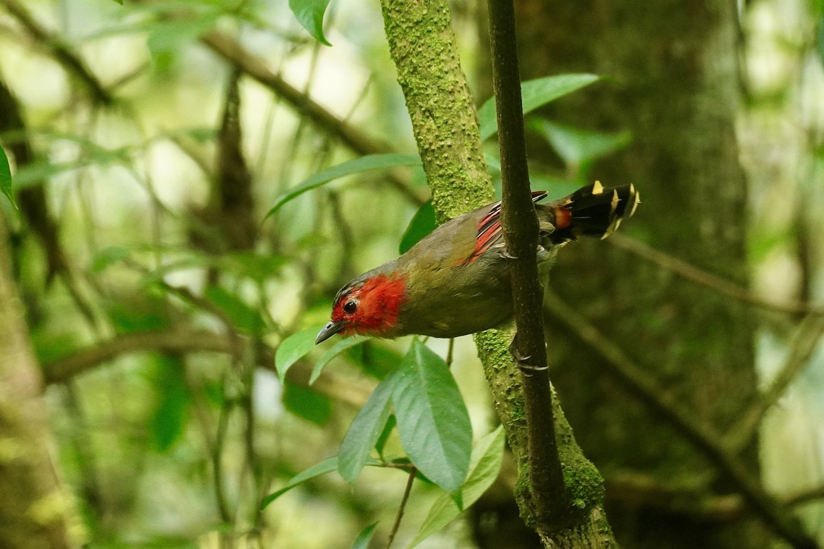 Scarlet-faced Liocichla - ML645933377