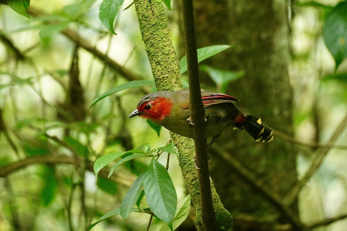 Scarlet-faced Liocichla - ML645933378