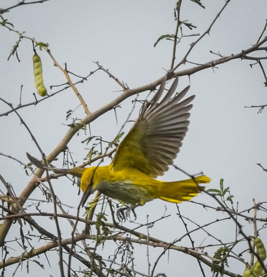 Indian Golden Oriole - ML645933391