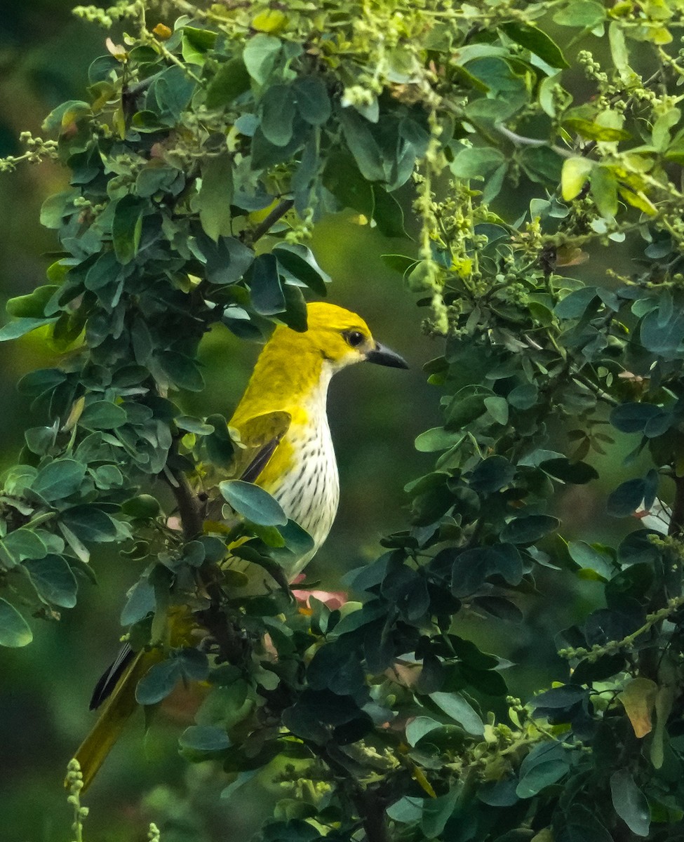 Indian Golden Oriole - ML645933392