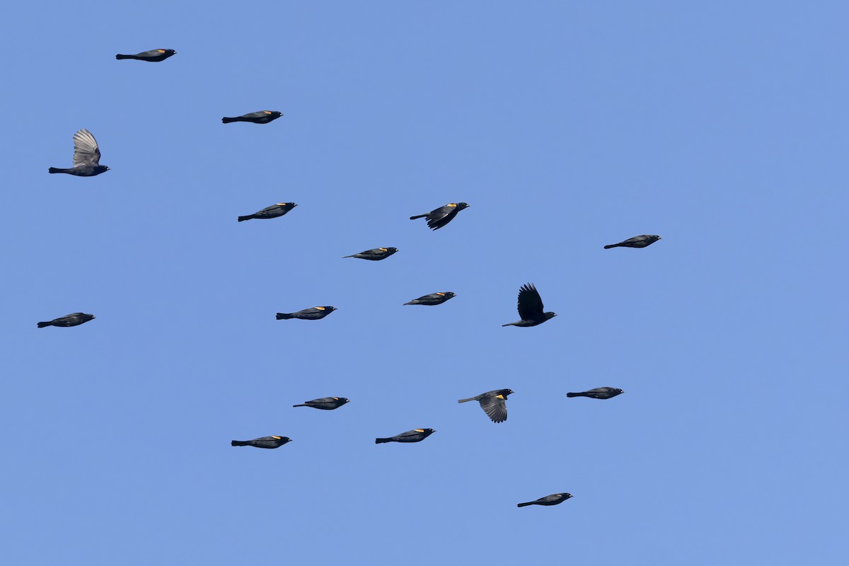 Red-shouldered Blackbird - ML645933393