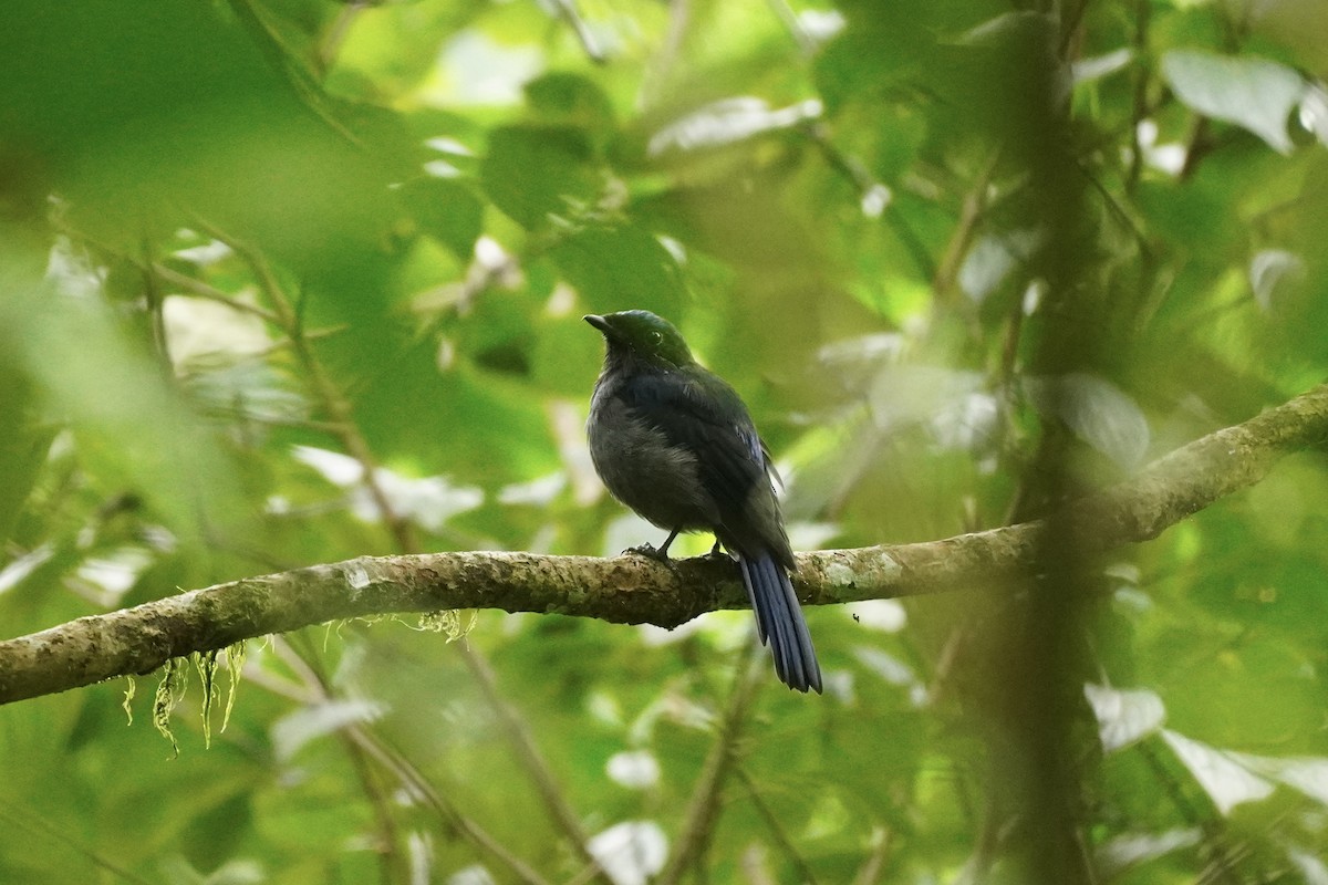 Large Niltava - ML645933394