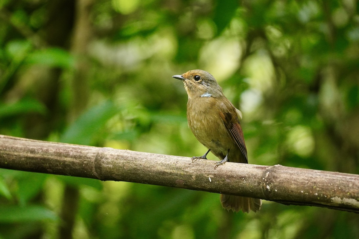 Large Niltava - ML645933395