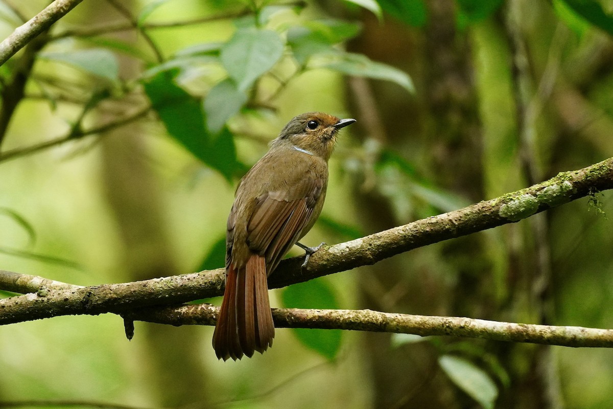 Large Niltava - ML645933396