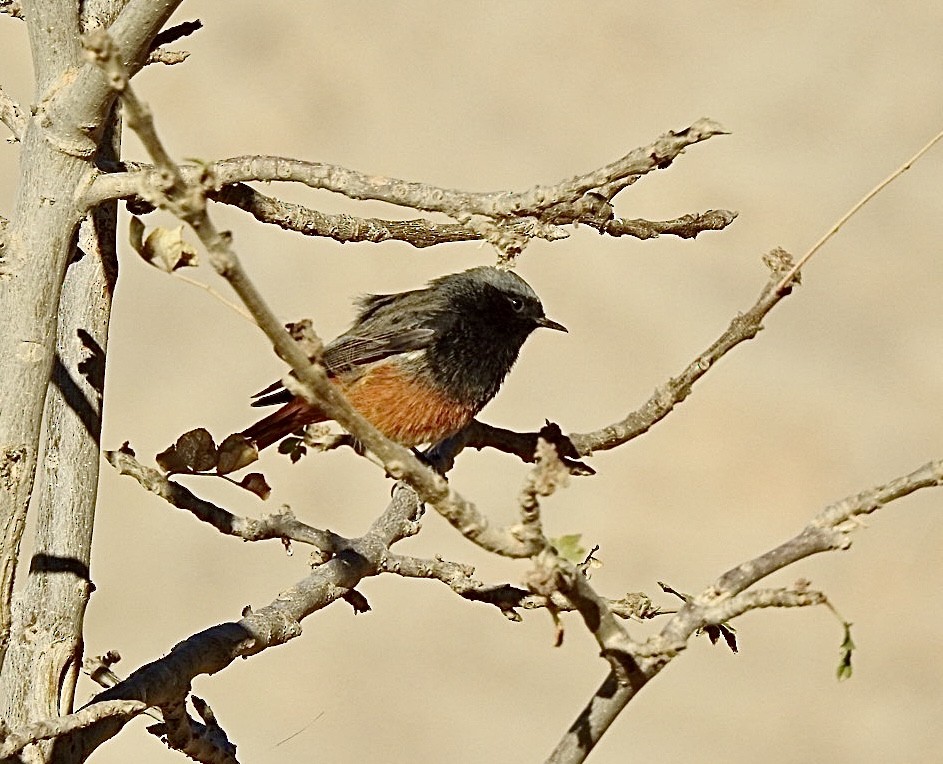 Black Redstart - ML645933405
