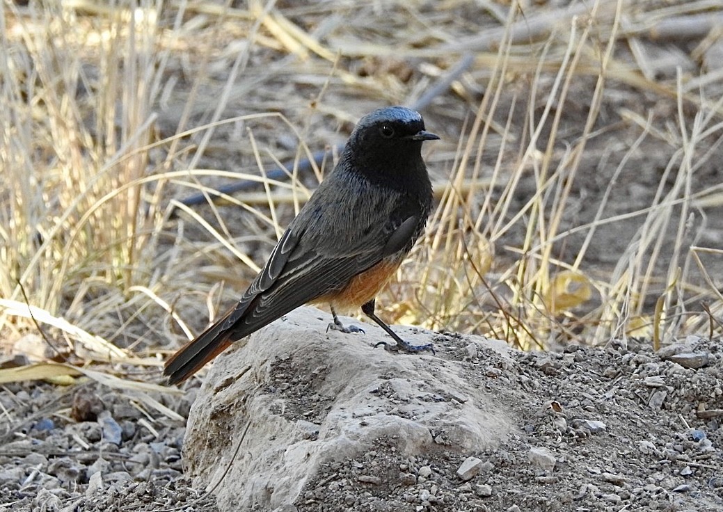 Black Redstart - ML645933406