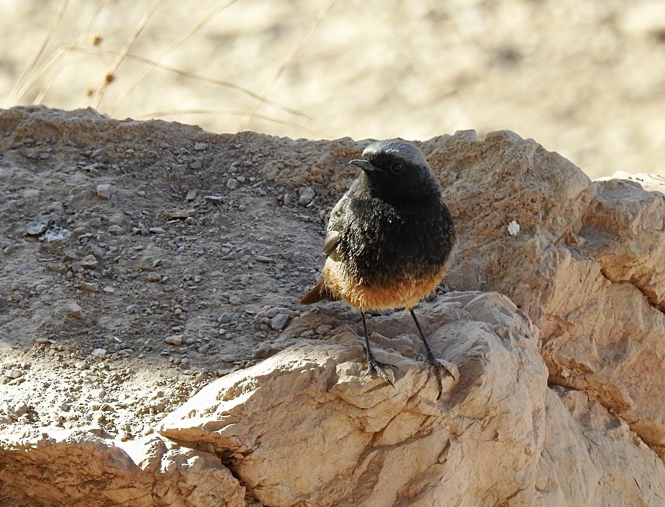 Black Redstart - ML645933407