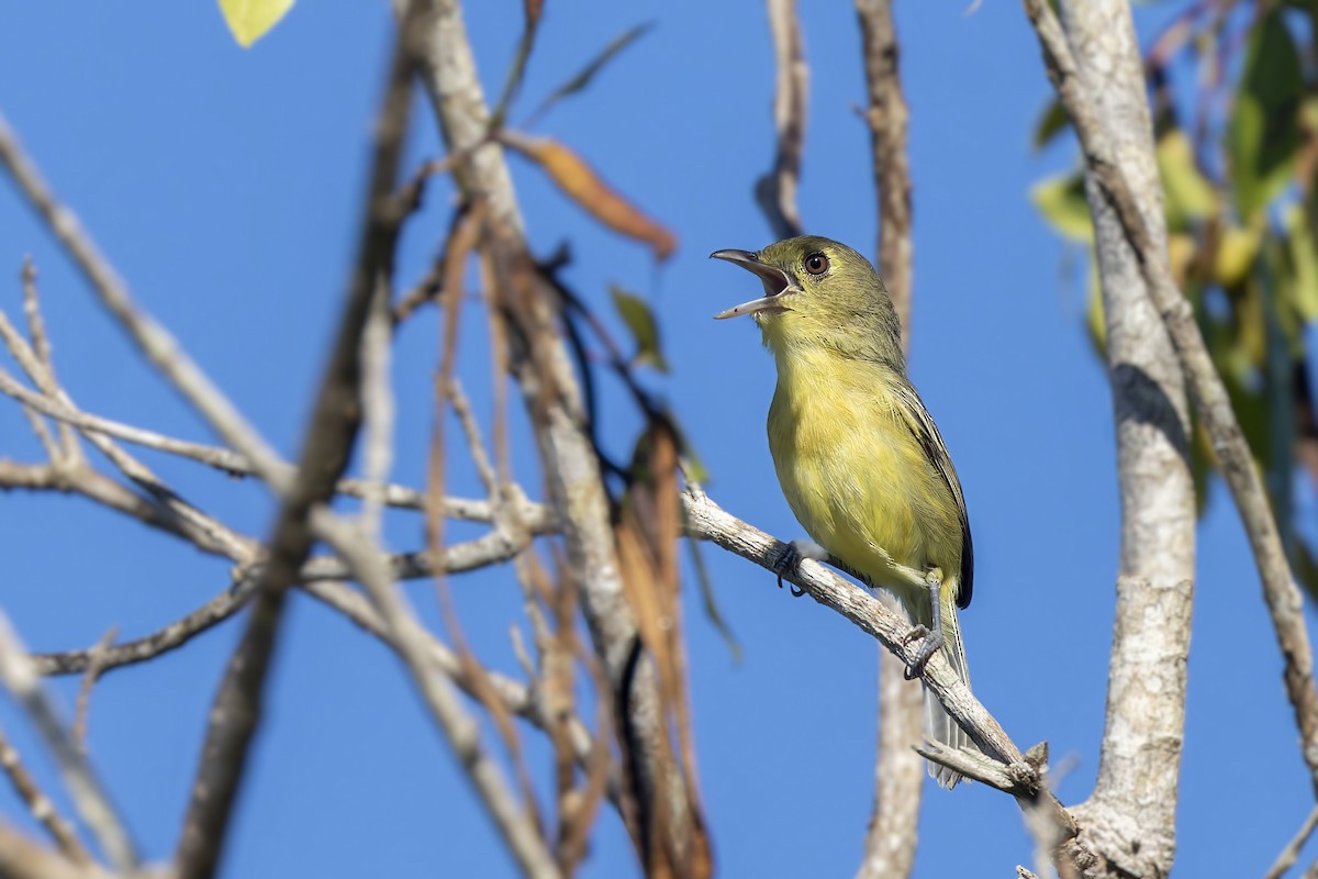 Cuban Vireo - ML645933408