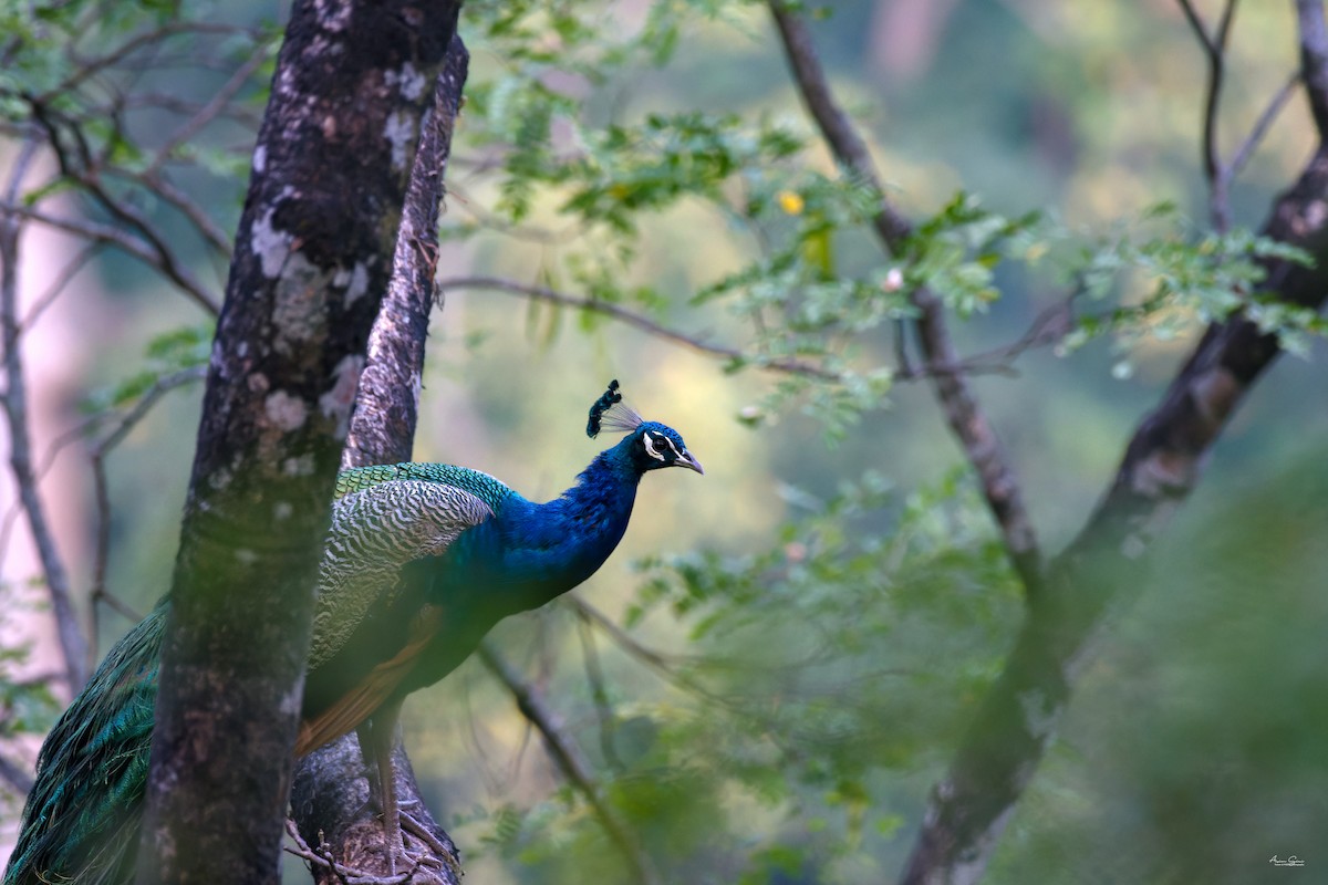 Indian Peafowl - ML645933415
