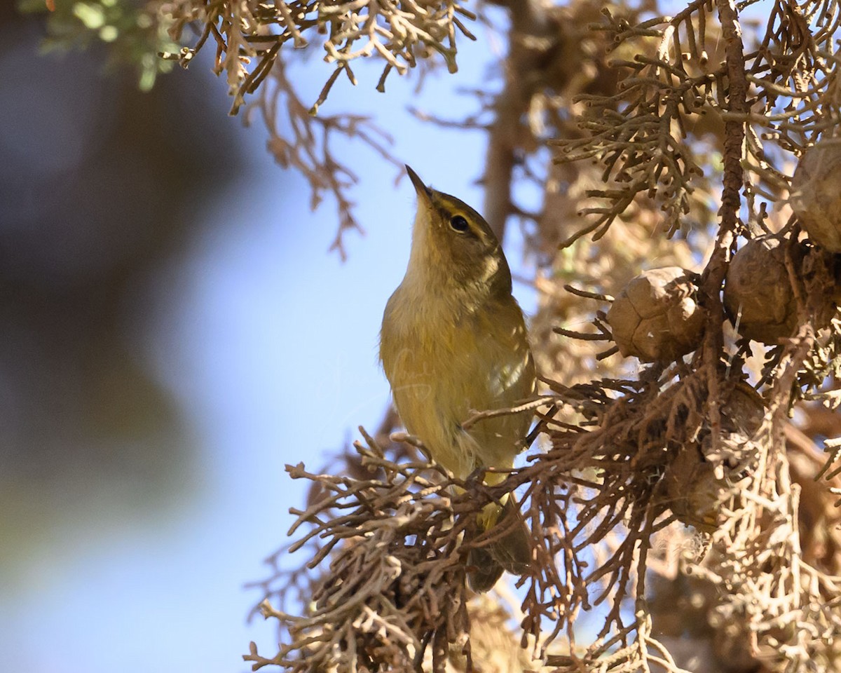 Iberian Chiffchaff - ML645933416