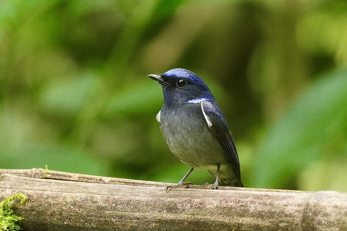 Small Niltava - ML645933417