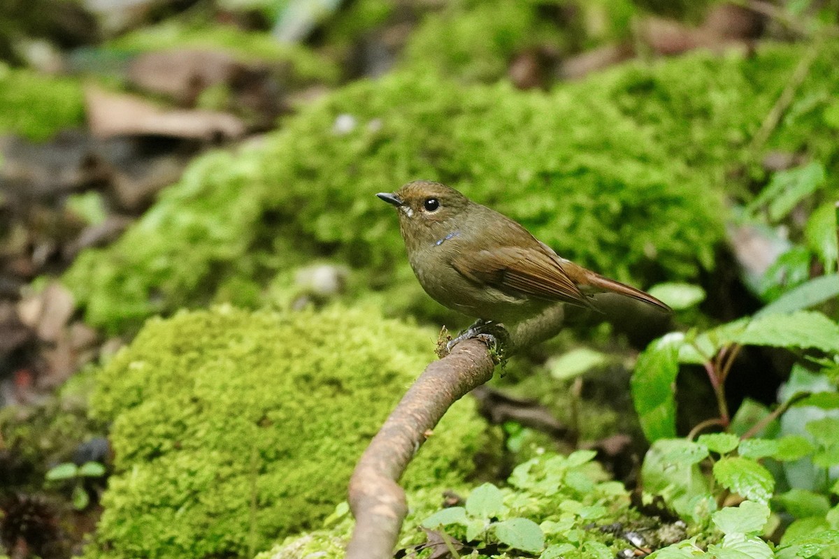 Small Niltava - ML645933418