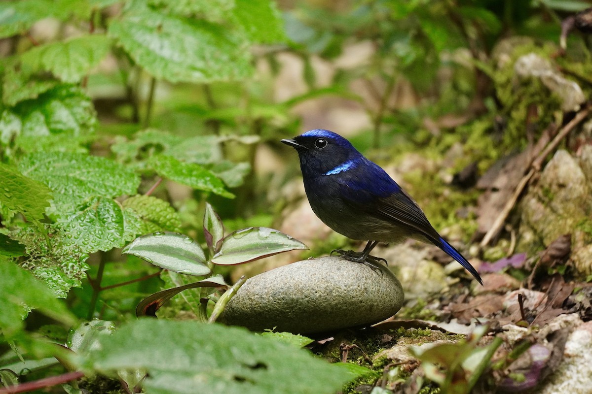 Small Niltava - ML645933419