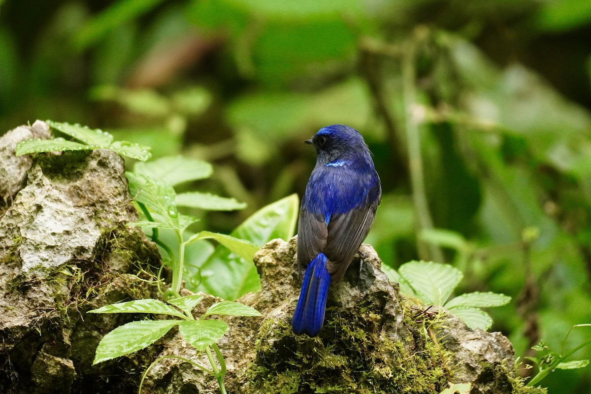 Small Niltava - ML645933427