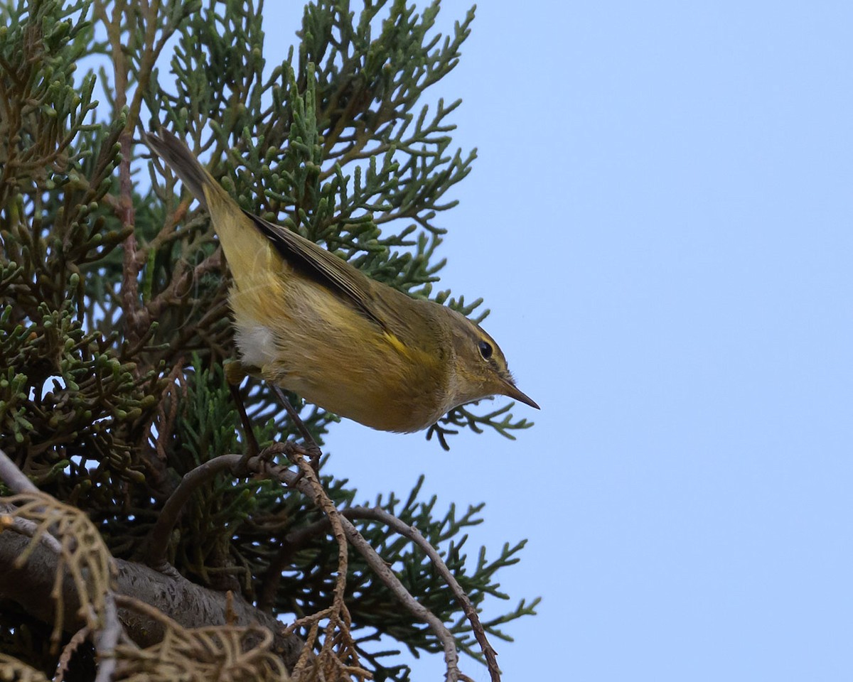 Iberian Chiffchaff - ML645933428