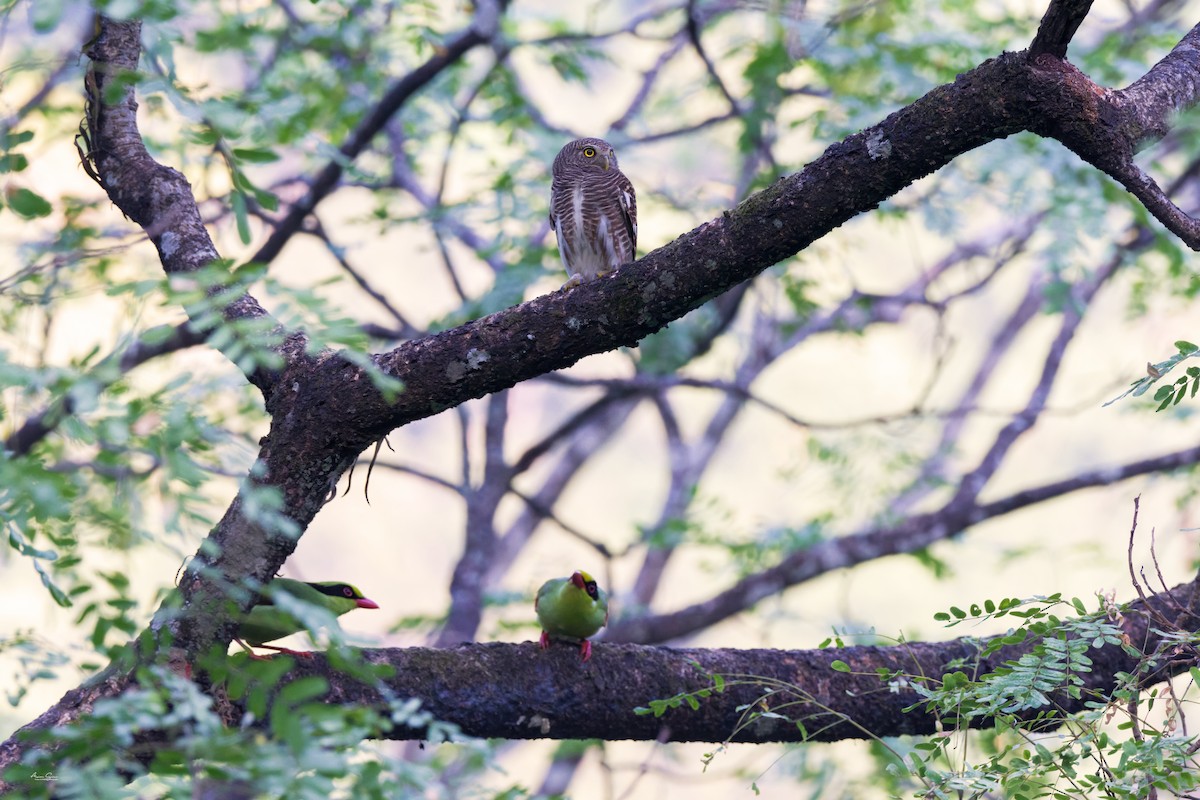 Asian Barred Owlet - ML645933430