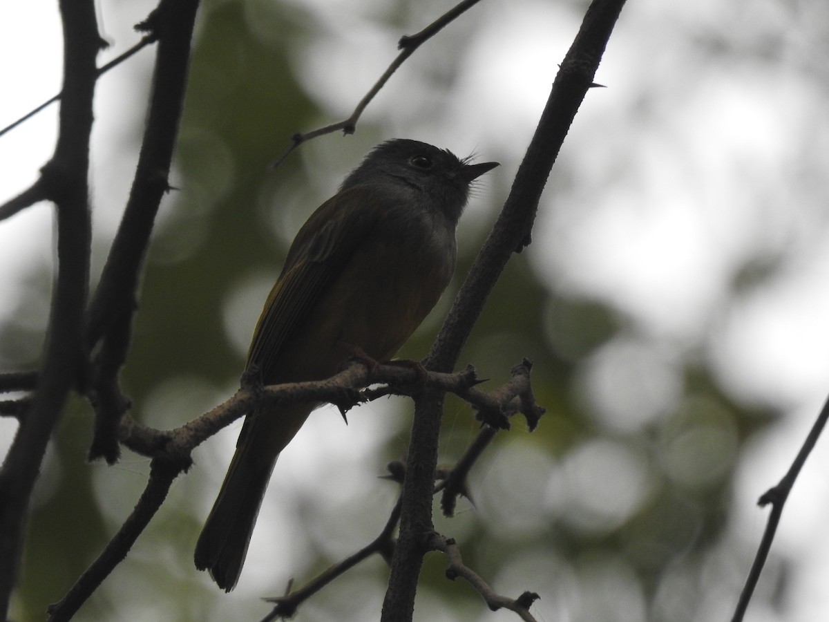 Gray-headed Canary-Flycatcher - ML645933431