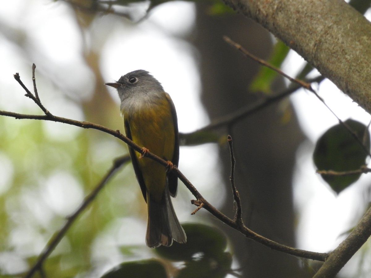 Gray-headed Canary-Flycatcher - ML645933432