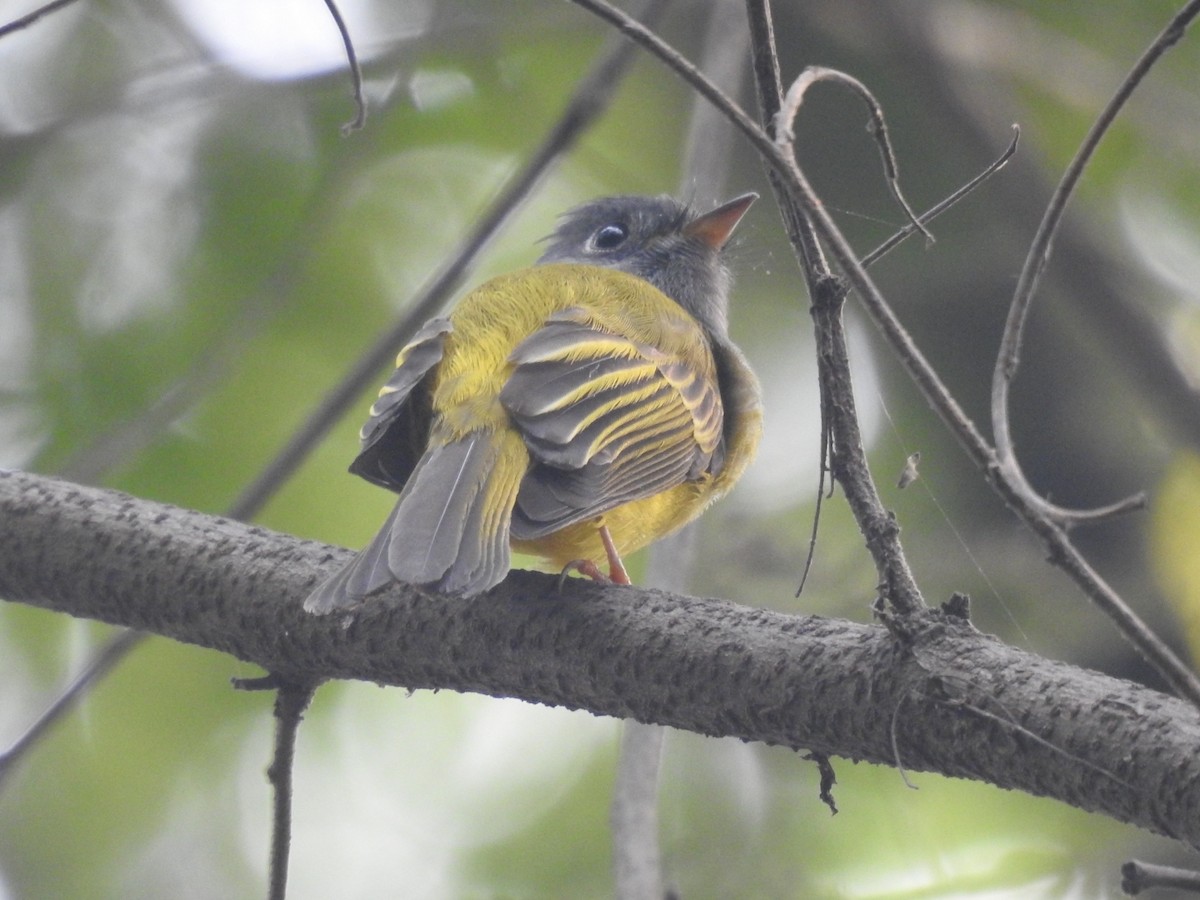 Gray-headed Canary-Flycatcher - ML645933433