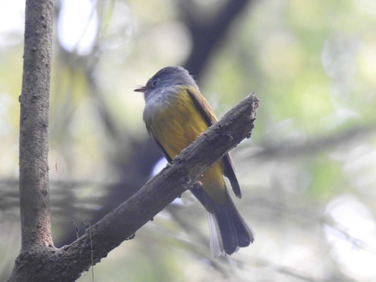Gray-headed Canary-Flycatcher - ML645933434