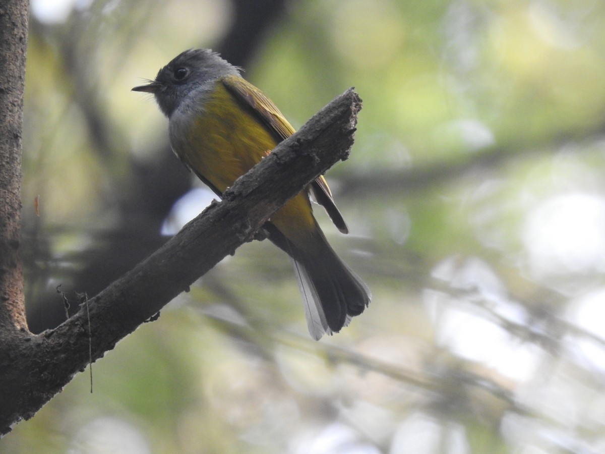 Gray-headed Canary-Flycatcher - ML645933435