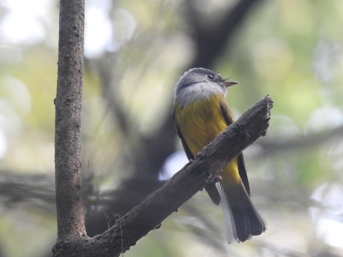Gray-headed Canary-Flycatcher - ML645933436