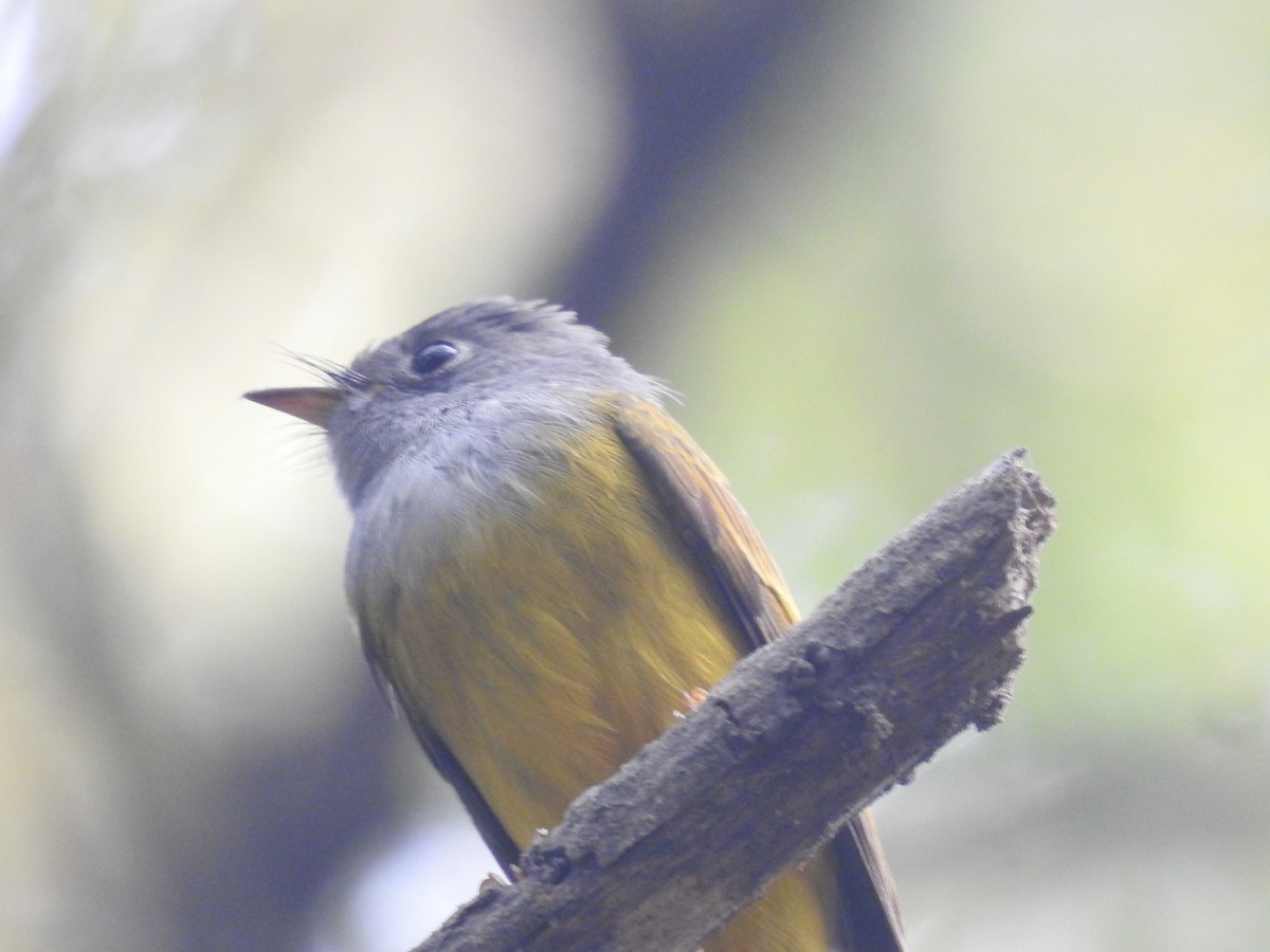 Gray-headed Canary-Flycatcher - ML645933437