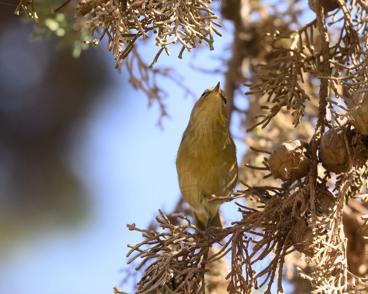 Iberian Chiffchaff - ML645933438